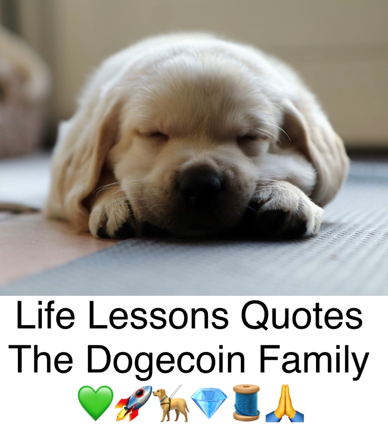 The Dogecoin Family avatar