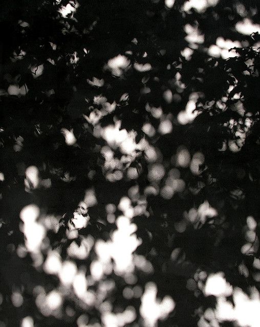 Swarms avatar
