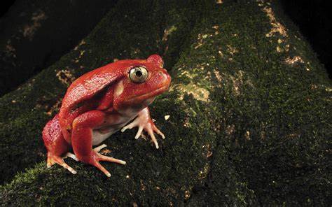 RedFroG avatar