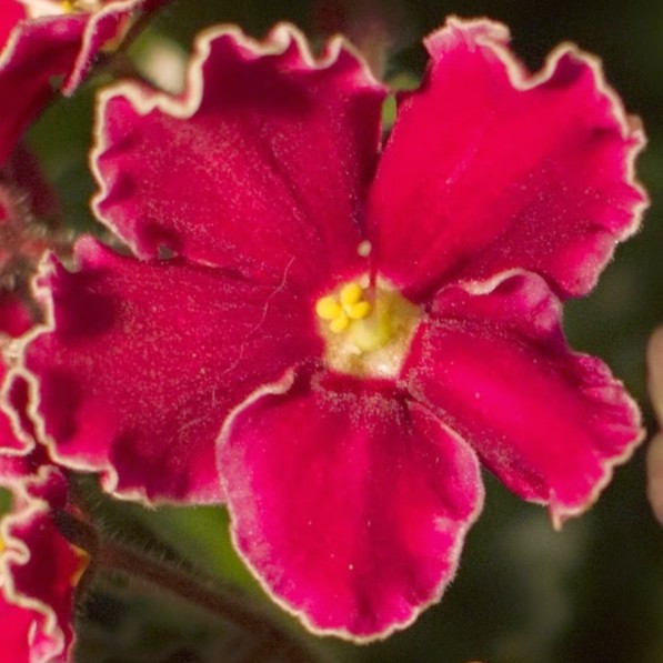 gesamtkunstwerk avatar