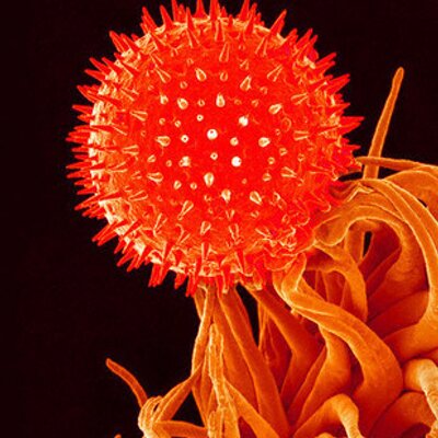 Microspore avatar