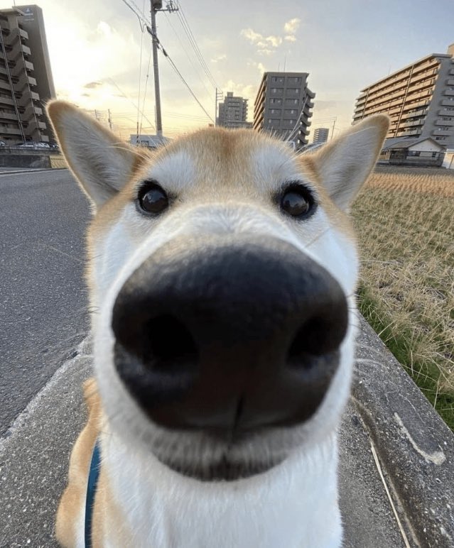 rain avatar
