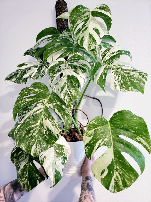 ThePlantDaddy avatar