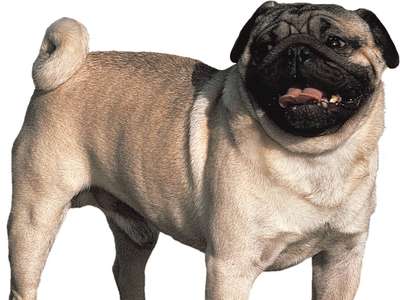dogpetter avatar