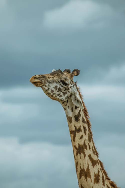 the nomadic kenyan avatar
