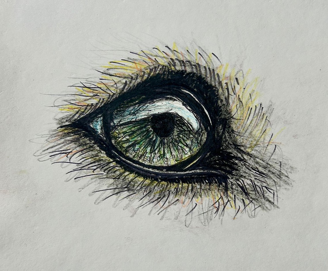 noctiveart avatar