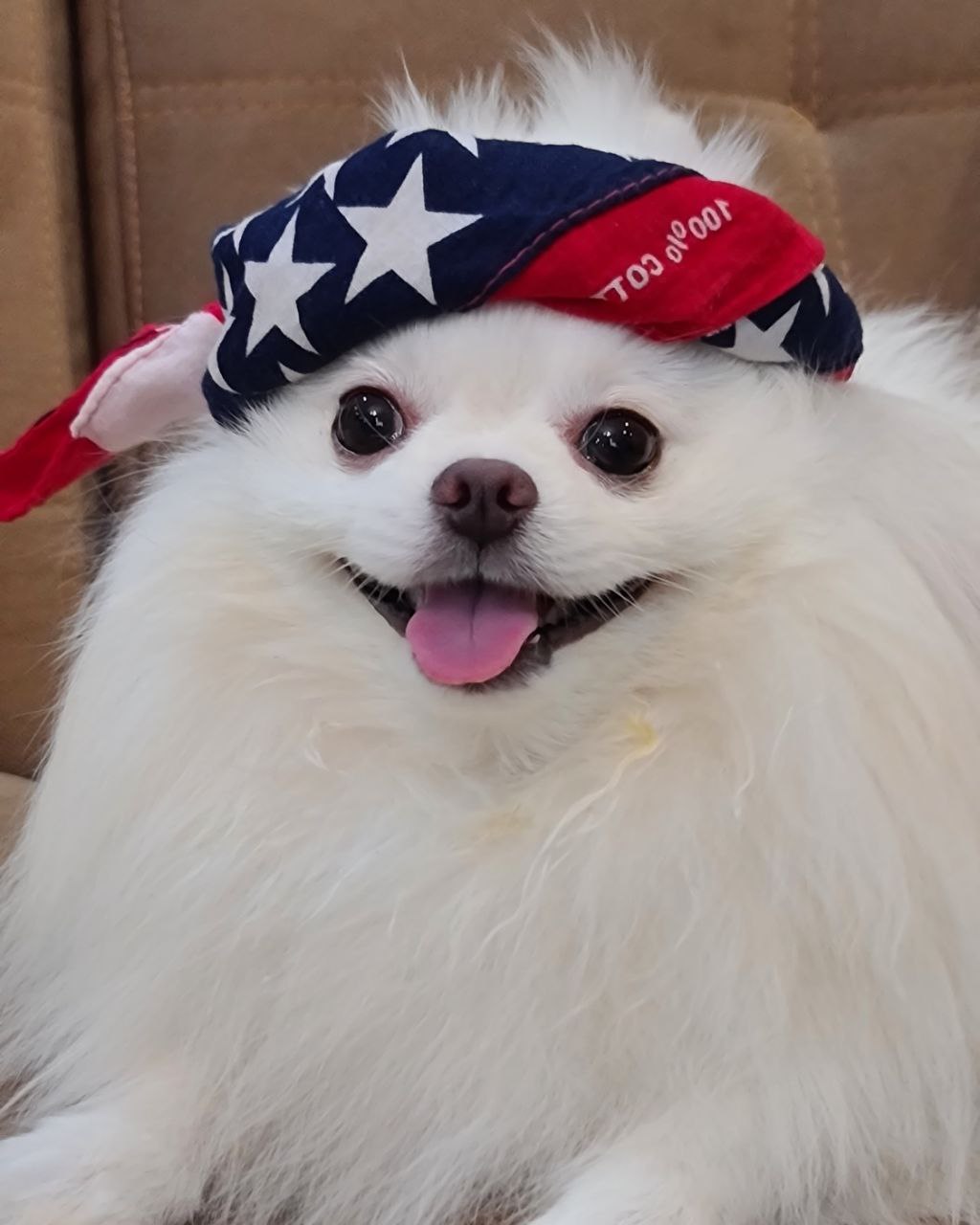 belfimilo avatar