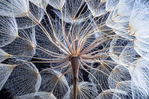dandelion avatar