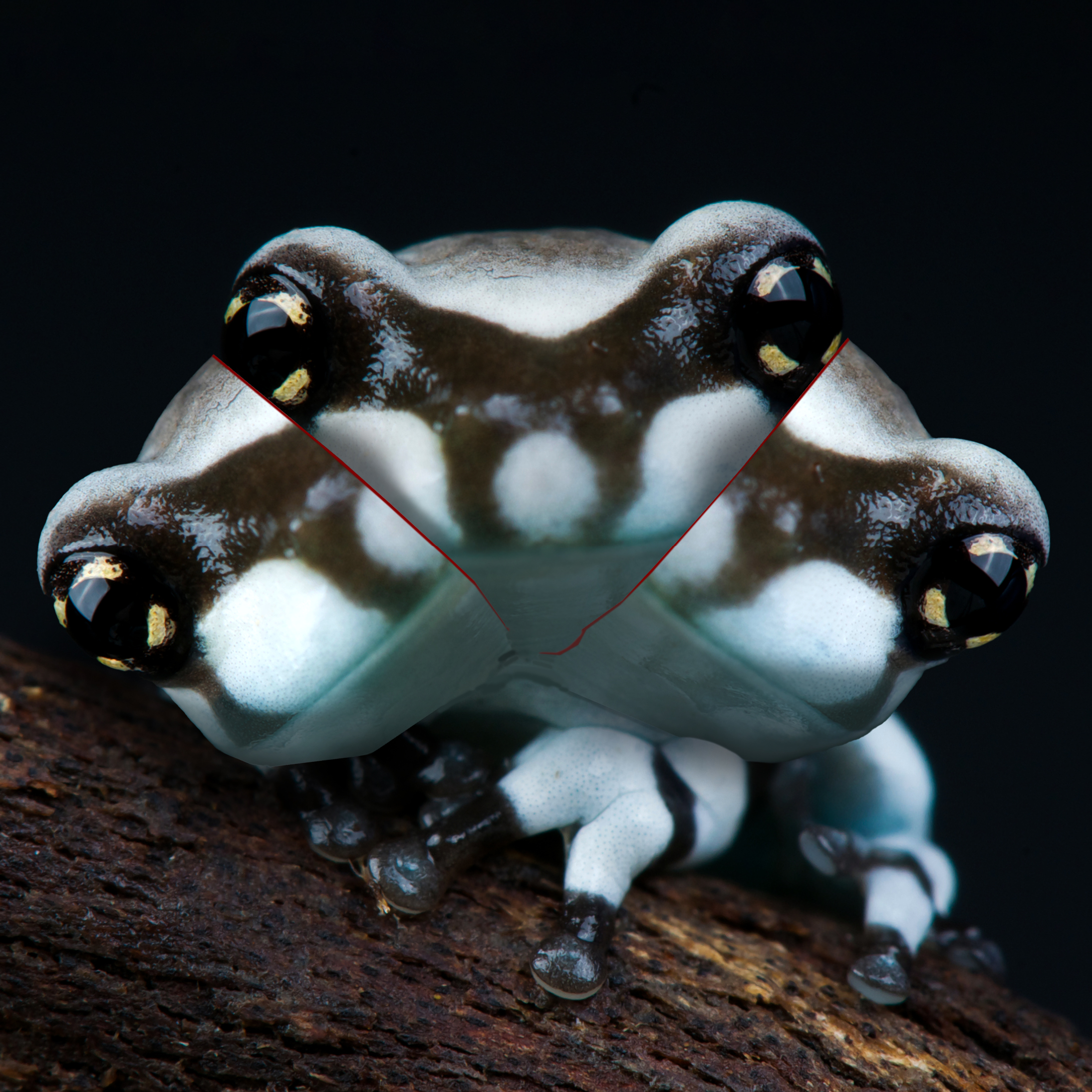 Toadkekshi Murakekmi avatar