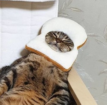 gato com pão na cabeça avatar