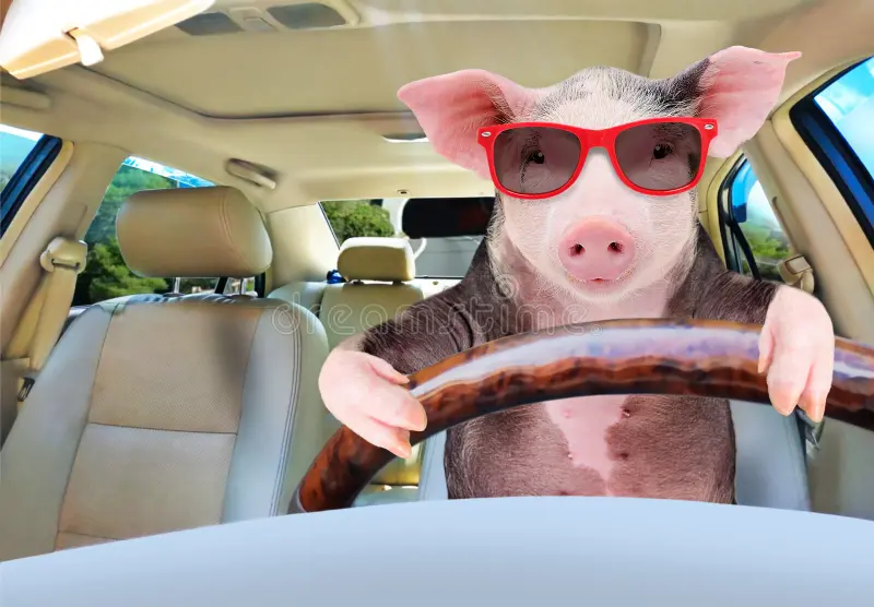 CRAZIEST PIG avatar