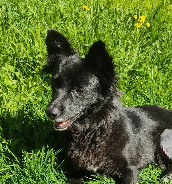 silly doggo avatar