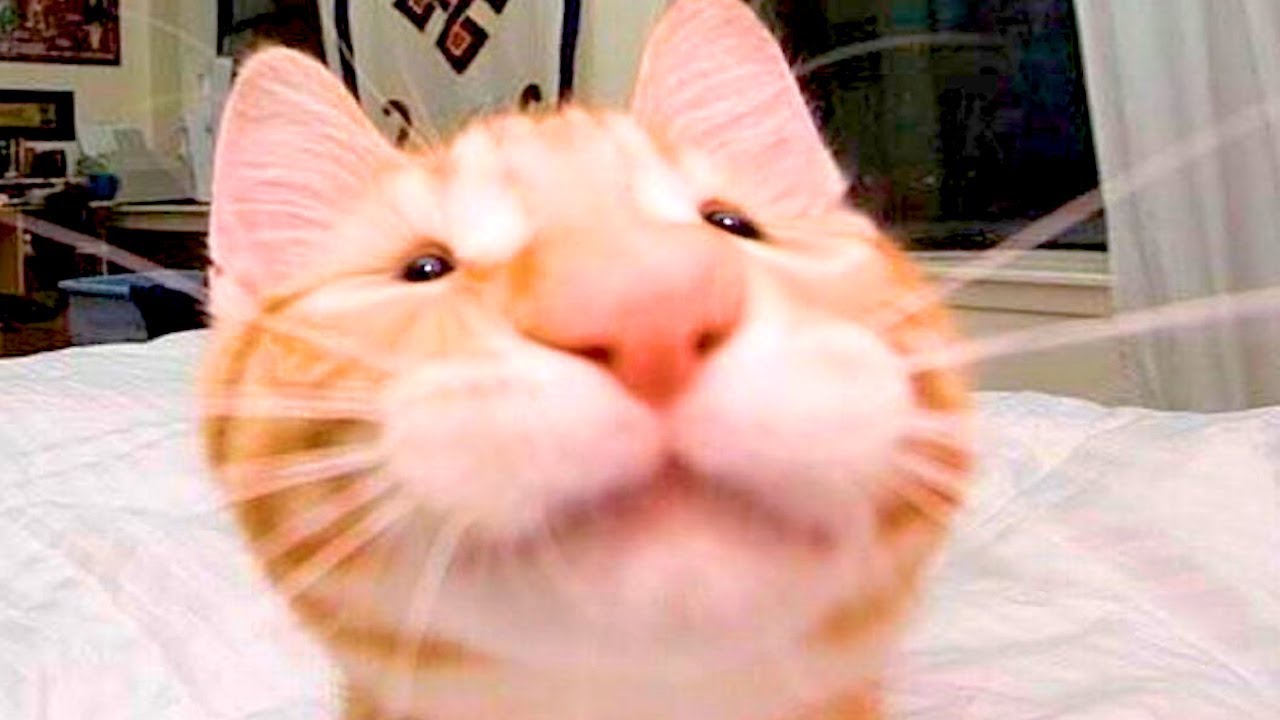 Hetey avatar