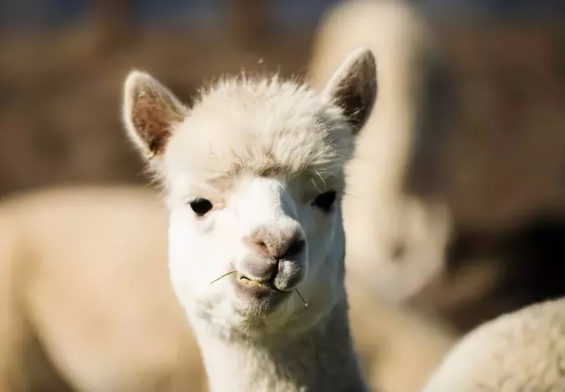 bby alpaca avatar