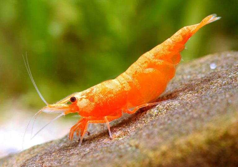 shrimpy avatar