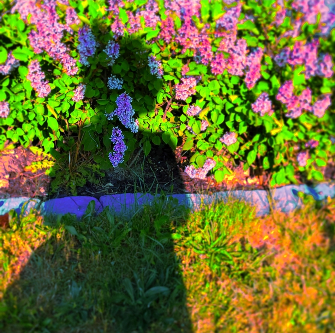 R Hedges avatar