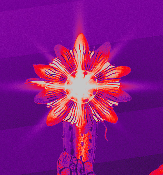 Anggajoo avatar