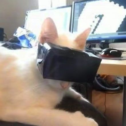 metacat avatar